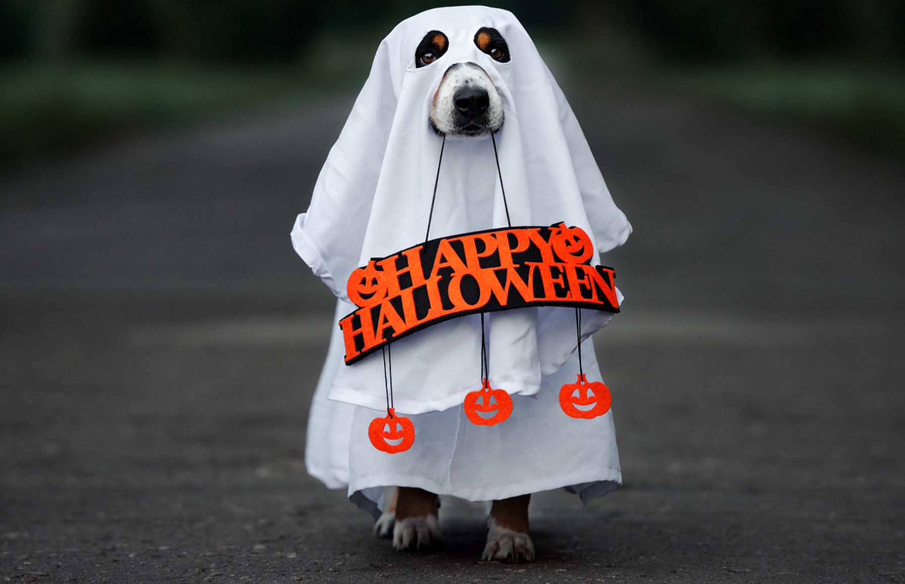 10. Ghost